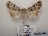  ( - BC-HAXNoctu0813)  @11 [ ] CC-By (2023) Jean Haxaire Research collection of Jean Haxaire