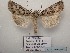  ( - BC-HAXNoctu0814)  @11 [ ] CC-By (2023) Jean Haxaire Research collection of Jean Haxaire