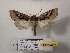  ( - BC-HAXNoctu0991)  @11 [ ] CCby (2025) Jean Haxaire Museum national d'Histoire naturelle, Paris