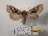  ( - BC-HAXNoctu0992)  @11 [ ] CCby (2025) Jean Haxaire Museum national d'Histoire naturelle, Paris