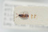  ( - NOCOL191)  @11 [ ] CreativeCommons - Attribution Non-Commercial Share-Alike (2015) Arnstein Staverlokk Norwegian Institute of Nature Research