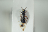  ( - NOCOL989)  @12 [ ] CreativeCommons - Attribution Non-Commercial Share-Alike (2017) Arnstein Staverlokk Norwegian Institute of Nature Research