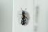  ( - NOCOL998)  @11 [ ] CreativeCommons - Attribution Non-Commercial Share-Alike (2017) Arnstein Staverlokk Norwegian Institute of Nature Research