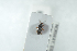  (Zorochros minimus - NOCOL1194)  @11 [ ] CreativeCommons - Attribution Non-Commercial Share-Alike (2018) Arnstein Staverlokk Norwegian Institute of Nature Research