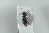  ( - NOCOL1196)  @11 [ ] CreativeCommons - Attribution Non-Commercial Share-Alike (2018) Arnstein Staverlokk Norwegian Institute of Nature Research
