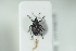  (Glocianus fennicus - NOCOL1012)  @12 [ ] CreativeCommons - Attribution Non-Commercial Share-Alike (2017) Arnstein Staverlokk Norwegian Institute of Nature Research