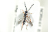  ( - HYMNI1804)  @11 [ ] CreativeCommons - Attribution Non-Commercial Share-Alike (2016) Arnstein Staverlokk Norwegian Institute of Nature Research