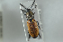  ( - NOCOL1210)  @13 [ ] CreativeCommons - Attribution Non-Commercial Share-Alike (2018) Arnstein Staverlokk Norwegian Institute of Nature Research
