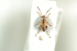  ( - NOCOL517)  @13 [ ] CreativeCommons - Attribution Non-Commercial Share-Alike (2016) Arnstein Staverlokk Norwegian Institute of Nature Research