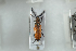  ( - NOCOL1211)  @13 [ ] CreativeCommons - Attribution Non-Commercial Share-Alike (2018) Arnstein Staverlokk Norwegian Institute of Nature Research