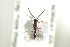  ( - HYMNI1805)  @11 [ ] CreativeCommons - Attribution Non-Commercial Share-Alike (2016) Arnstein Staverlokk Norwegian Institute of Nature Research