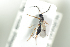  (Cryptoserphus flavipes - HYMNI1806)  @13 [ ] CreativeCommons - Attribution Non-Commercial Share-Alike (2016) Arnstein Staverlokk Norwegian Institute of Nature Research