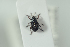  (Neophytobius - NOCOL1047)  @13 [ ] CreativeCommons - Attribution Non-Commercial Share-Alike (2017) Arnstein Staverlokk Norwegian Institute of Nature Research