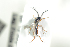 ( - HYMNI1808)  @11 [ ] CreativeCommons - Attribution Non-Commercial Share-Alike (2016) Arnstein Staverlokk Norwegian Institute of Nature Research