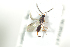  ( - HYMNI1809)  @13 [ ] CreativeCommons - Attribution Non-Commercial Share-Alike (2016) Arnstein Staverlokk Norwegian Institute of Nature Research