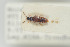  ( - NOCOL192)  @11 [ ] CreativeCommons - Attribution Non-Commercial Share-Alike (2015) Arnstein Staverlokk Norwegian Institute of Nature Research