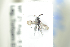  ( - HYMNI1811)  @12 [ ] CreativeCommons - Attribution Non-Commercial Share-Alike (2016) Arnstein Staverlokk Norwegian Institute of Nature Research
