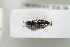  ( - NOCOL401)  @11 [ ] CreativeCommons - Attribution Non-Commercial Share-Alike (2016) Arnstein Staverlokk Norwegian Institute of Nature Research