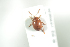  ( - NOCOL590)  @12 [ ] CreativeCommons - Attribution Non-Commercial Share-Alike (2016) Arnstein Staverlokk Norwegian Institute of Nature Research