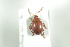  ( - NOCOL591)  @13 [ ] CreativeCommons - Attribution Non-Commercial Share-Alike (2016) Arnstein Staverlokk Norwegian Institute of Nature Research
