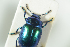  ( - NOCOL1103)  @11 [ ] CreativeCommons - Attribution Non-Commercial Share-Alike (2017) Arnstein Staverlokk Norwegian Institute of Nature Research