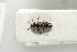  ( - NOCOL402)  @12 [ ] CreativeCommons - Attribution Non-Commercial Share-Alike (2016) Arnstein Staverlokk Norwegian Institute of Nature Research
