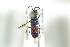  ( - HYMNI1813)  @13 [ ] CreativeCommons - Attribution Non-Commercial Share-Alike (2016) Arnstein Staverlokk Norwegian Institute of Nature Research