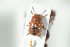  ( - NOCOL1113)  @14 [ ] CreativeCommons - Attribution Non-Commercial Share-Alike (2017) Arnstein Staverlokk Norwegian Institute of Nature Research