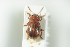  ( - NOCOL1114)  @14 [ ] CreativeCommons - Attribution Non-Commercial Share-Alike (2017) Arnstein Staverlokk Norwegian Institute of Nature Research