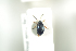  ( - NOCOL615)  @12 [ ] CreativeCommons - Attribution Non-Commercial Share-Alike (2016) Arnstein Staverlokk Norwegian Institute of Nature Research