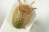  ( - NOCOL1147)  @12 [ ] CreativeCommons - Attribution Non-Commercial Share-Alike (2017) Arnstein Staverlokk Norwegian Institute of Nature Research