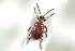  ( - NOCOL644)  @13 [ ] CreativeCommons - Attribution Non-Commercial Share-Alike (2016) Arnstein Staverlokk Norwegian Institute of Nature Research