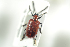  ( - NOCOL645)  @13 [ ] CreativeCommons - Attribution Non-Commercial Share-Alike (2016) Arnstein Staverlokk Norwegian Institute of Nature Research