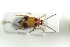  ( - NOCOL655)  @13 [ ] CreativeCommons - Attribution Non-Commercial Share-Alike (2016) Arnstein Staverlokk Norwegian Institute of Nature Research