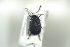  ( - NOCOL663)  @11 [ ] CreativeCommons - Attribution Non-Commercial Share-Alike (2016) Arnstein Staverlokk Norwegian Institute of Nature Research