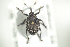  ( - NOCOL685)  @13 [ ] CreativeCommons - Attribution Non-Commercial Share-Alike (2016) Arnstein Staverlokk Norwegian Institute of Nature Research