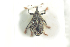  ( - NOCOL690)  @13 [ ] CreativeCommons - Attribution Non-Commercial Share-Alike (2016) Arnstein Staverlokk Norwegian Institute of Nature Research