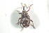  ( - NOCOL710)  @11 [ ] CreativeCommons - Attribution Non-Commercial Share-Alike (2016) Arnstein Staverlokk Norwegian Institute of Nature Research