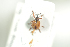  ( - NOCOL718)  @11 [ ] CreativeCommons - Attribution Non-Commercial Share-Alike (2016) Arnstein Staverlokk Norwegian Institute of Nature Research