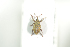  ( - NOCOL747)  @11 [ ] CreativeCommons - Attribution Non-Commercial Share-Alike (2016) Arnstein Staverlokk Norwegian Institute of Nature Research