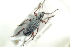  ( - NOCOL761)  @13 [ ] CreativeCommons - Attribution Non-Commercial Share-Alike (2016) Arnstein Staverlokk Norwegian Institute of Nature Research