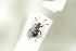 ( - NOCOL774)  @12 [ ] CreativeCommons - Attribution Non-Commercial Share-Alike (2016) Arnstein Staverlokk Norwegian Institute of Nature Research