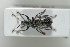  ( - NOCOL421)  @11 [ ] CreativeCommons - Attribution Non-Commercial Share-Alike (2016) Arnstein Staverlokk Norwegian Institute of Nature Research