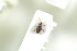  (Exomias trichopterus - NOCOL798)  @12 [ ] CreativeCommons - Attribution Non-Commercial Share-Alike (2016) Arnstein Staverlokk Norwegian Institute of Nature Research