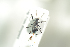  ( - NOCOL801)  @12 [ ] CreativeCommons - Attribution Non-Commercial Share-Alike (2016) Arnstein Staverlokk Norwegian Institute of Nature Research