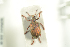  ( - NOCOL808)  @12 [ ] CreativeCommons - Attribution Non-Commercial Share-Alike (2016) Arnstein Staverlokk Norwegian Institute of Nature Research