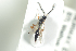  ( - HYMNI1834)  @11 [ ] CreativeCommons - Attribution Non-Commercial Share-Alike (2016) Arnstein Staverlokk Norwegian Institute of Nature Research