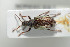  (Phyllobius vespertinus - NOCOL424)  @13 [ ] CreativeCommons - Attribution Non-Commercial Share-Alike (2016) Arnstein Staverlokk Norwegian Institute of Nature Research