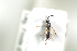  ( - HYMNI1835)  @11 [ ] CreativeCommons - Attribution Non-Commercial Share-Alike (2016) Arnstein Staverlokk Norwegian Institute of Nature Research