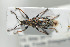  ( - NOCOL425)  @13 [ ] CreativeCommons - Attribution Non-Commercial Share-Alike (2016) Arnstein Staverlokk Norwegian Institute of Nature Research